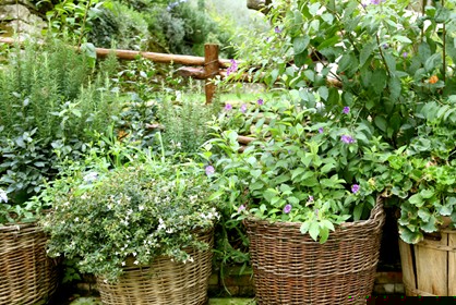 Phytotherapie